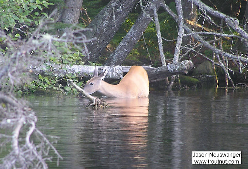 A whitetail deer takes a cool drink on a hot August afternoon. From the Bois Brule River in Wisconsin.