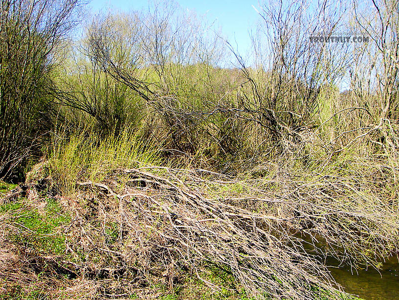 This might be the most impossible fly-casting situation I've ever seen, a thicket along a creek which normally has relatively easy casting. From Factory Brook in New York.