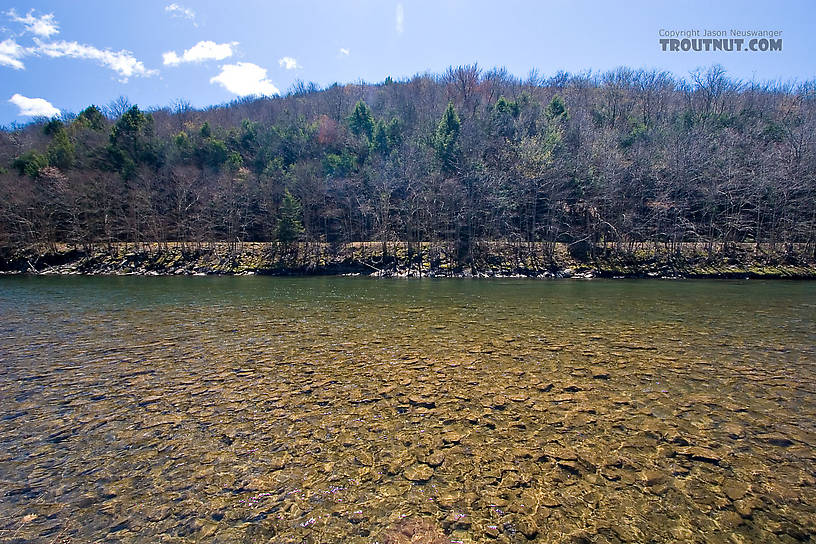  From the Beaverkill River in New York.