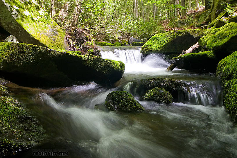  From Neversink Gorge (Wolf Brook) in New York.