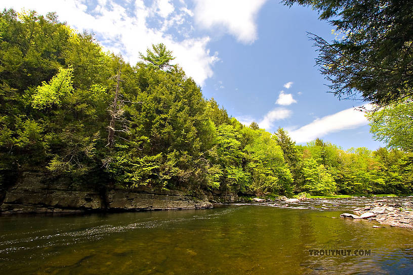  From the Neversink River Gorge in New York.