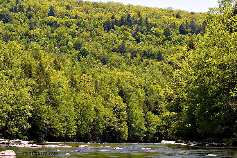  From the Neversink River Gorge in New York.