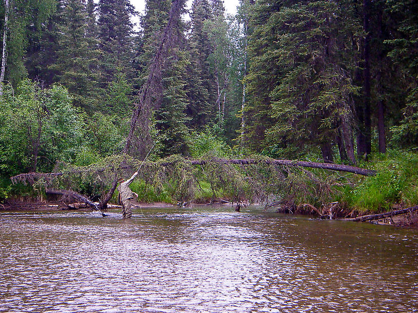 My dad went to great lengths to place a good cast above this high spruce sweeper into a little back slough where he saw a grayling rise.  The cast was good, he assures me, but the grayling did not take. From the Chatanika River in Alaska.