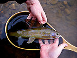 Here's a little bigger arctic grayling from my first day fishing for them. From the Chatanika River in Alaska.