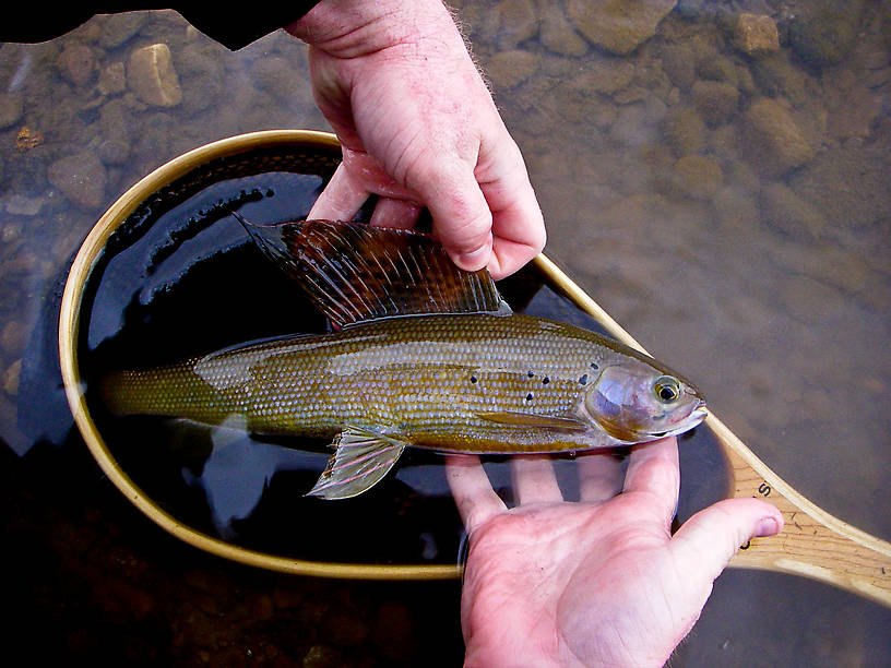 Here's a little bigger arctic grayling from my first day fishing for them. From the Chatanika River in Alaska.