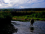 My dad walks back to the car after a few hours catching grayling. From the Chatanika River in Alaska.