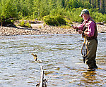 Here my dad's fighting a very nice arctic grayling, and this photo caught it mid-jump at the end of his line.  This one eventually shook the hook, but we both caught many more in the same size range. From the Chena River in Alaska.