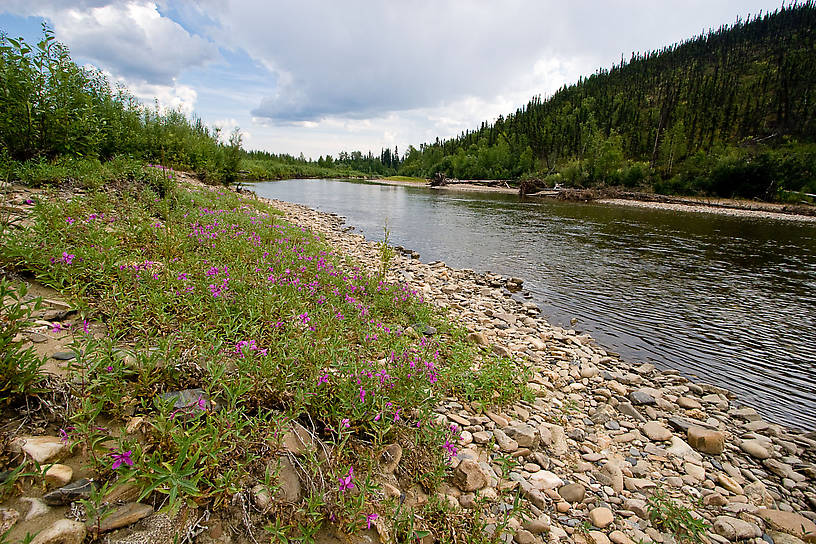  From the Chena River in Alaska.