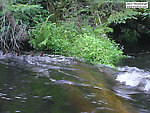 An annoying, trout-scaring brood of mergansers shoots a rapids in reverse. From the Bois Brule River in Wisconsin.