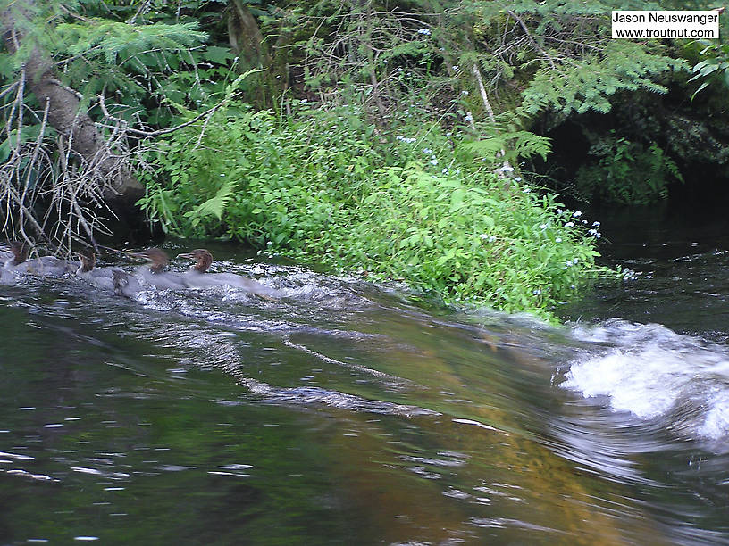 An annoying, trout-scaring brood of mergansers shoots a rapids in reverse. From the Bois Brule River in Wisconsin.