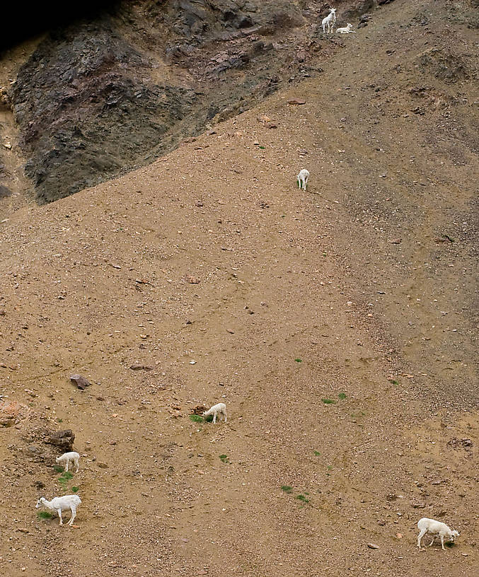 Dall Sheep in Denali National Park. From Denali National Park in Alaska.