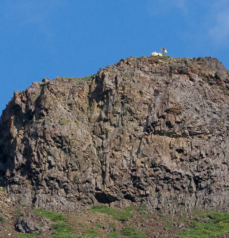 A Dall Sheep ram sits atop a mountain in Denali National Park. From Denali National Park in Alaska.