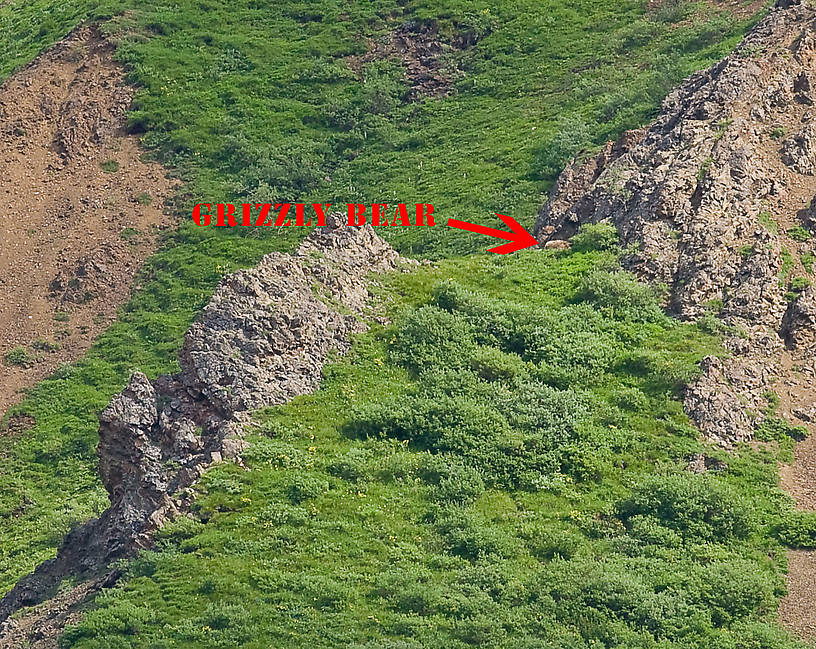 In this "close up" of a grizzly bear laying down on an alpine hillside in Denali National Park, you can almost tell it's a bear. From Denali National Park in Alaska.