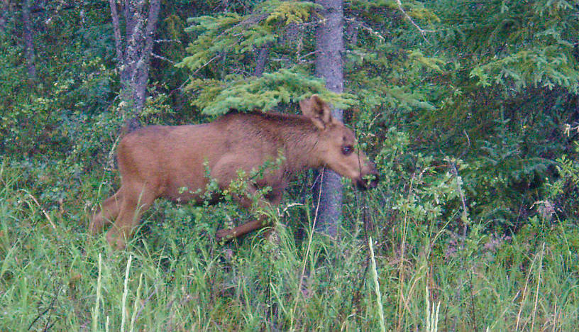 Baby moose along an Alaskan highway. From Richardson Highway in Alaska.