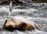  From the Gulkana River in Alaska.