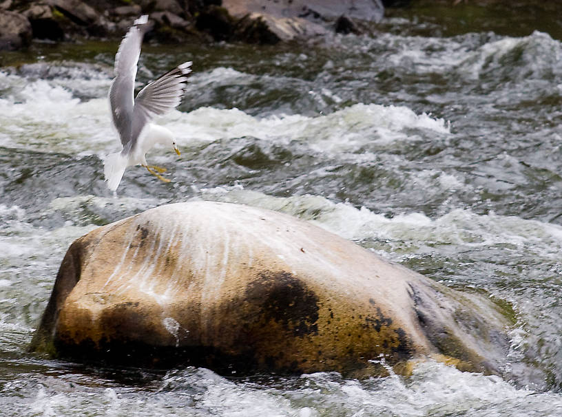  From the Gulkana River in Alaska.