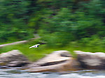 A Bonaparte's Gull cruises low over a rapids. From the Gulkana River in Alaska.