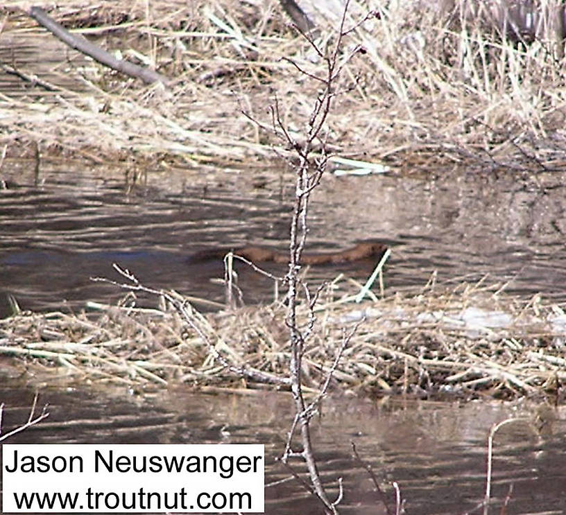 A large mink swims around a trout stream in early spring. From the Namekagon River in Wisconsin.