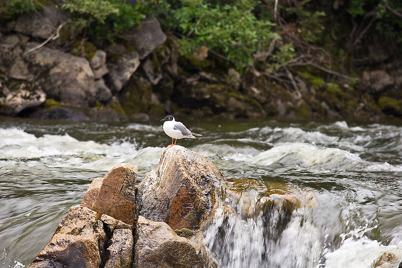 A Bonaparte's Gull perched on a rock. From the Gulkana River in Alaska.