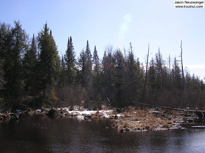 A couple Canada geese take off from the scenic but nasty, swampy, and apparently troutless headwaters of a small, beaver-ravaged stream. From Eddy Creek in Wisconsin.