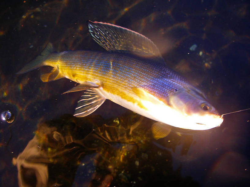 A beautiful arctic grayling. From the Delta Clearwater River in Alaska.