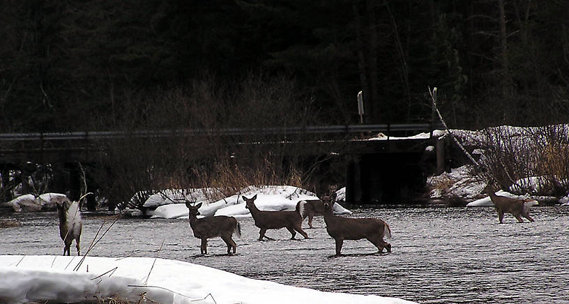 Several whitetail deer cross the river in front of me in the middle of winter. From the Namekagon River in Wisconsin.