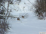 Two dear make tracks across a frozen trout stream in the deep snows of early February not far from Lake Superior.  I had hoped to sample nymphs in the stream (which later turned out to be quite fertile) but it wasn't open. From the East Fork of the Iron River in Wisconsin.