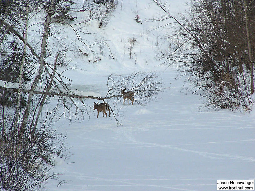 Two dear make tracks across a frozen trout stream in the deep snows of early February not far from Lake Superior.  I had hoped to sample nymphs in the stream (which later turned out to be quite fertile) but it wasn't open. From the East Fork of the Iron River in Wisconsin.