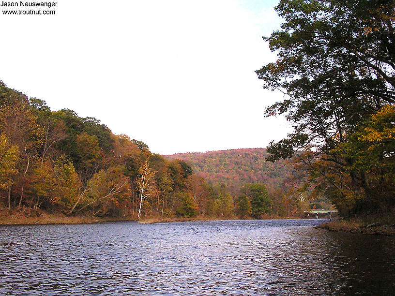  From the Beaverkill River in New York.