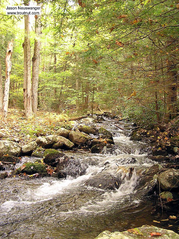 I love the look of this tiny wilderness stream in the Catskills.  It hasn't cut any sort of stream channel down into the ground.  Instead, it just bubbles down over the boulders on the surface of a hill. From Mullet Brook in New York.