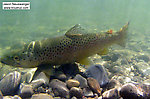 Here's an underwater post-release picture of a 15" brown trout I caught in a clear Catskill river. From the Beaverkill River in New York.