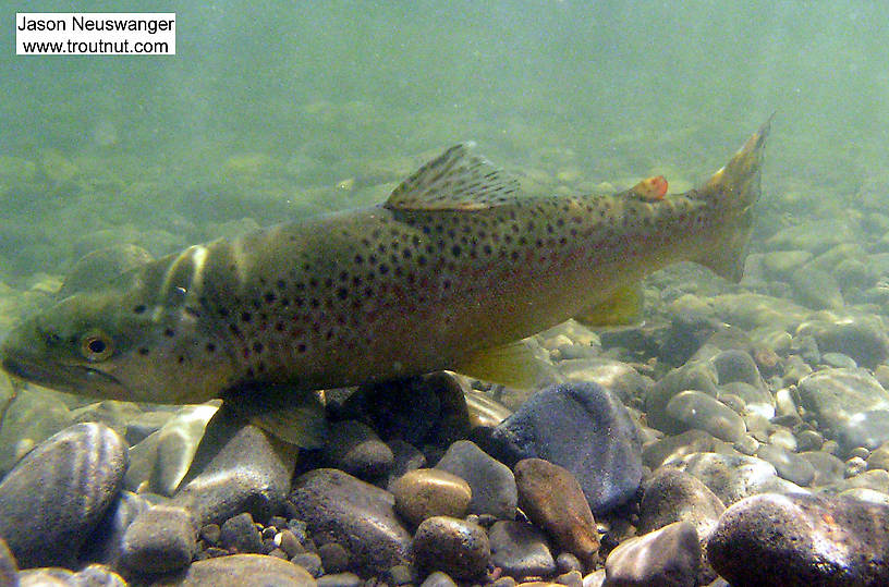 Here's an underwater post-release picture of a 15" brown trout I caught in a clear Catskill river. From the Beaverkill River in New York.