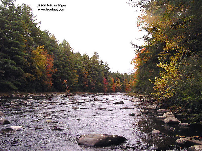  From the Neversink River Gorge in New York.