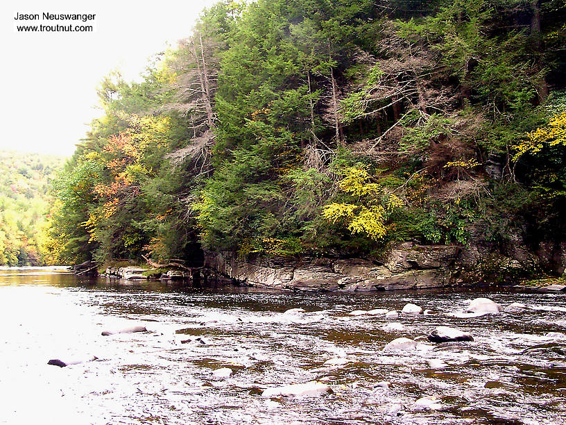  From the Neversink River Gorge in New York.