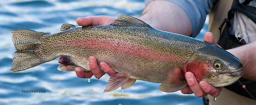  From the Kenai River in Alaska.