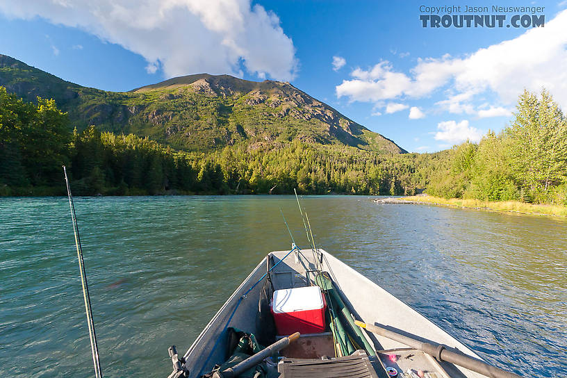  From the Kenai River in Alaska.