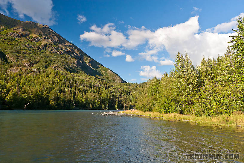  From the Kenai River in Alaska.