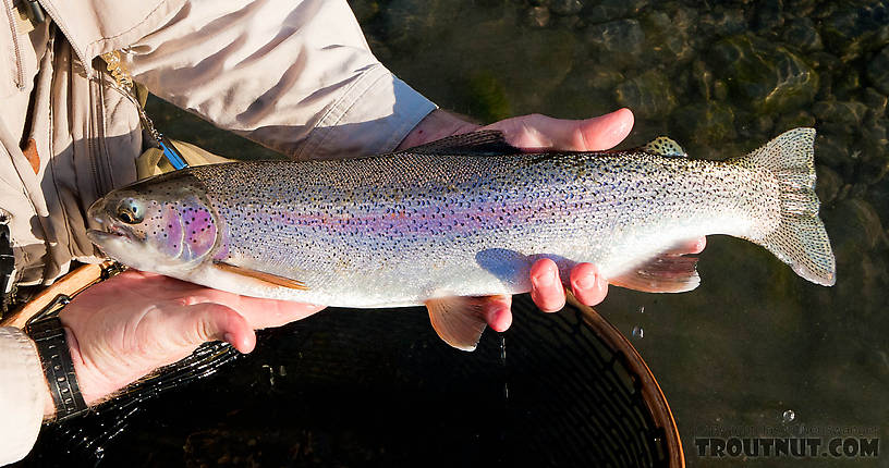  From the Kenai River in Alaska.