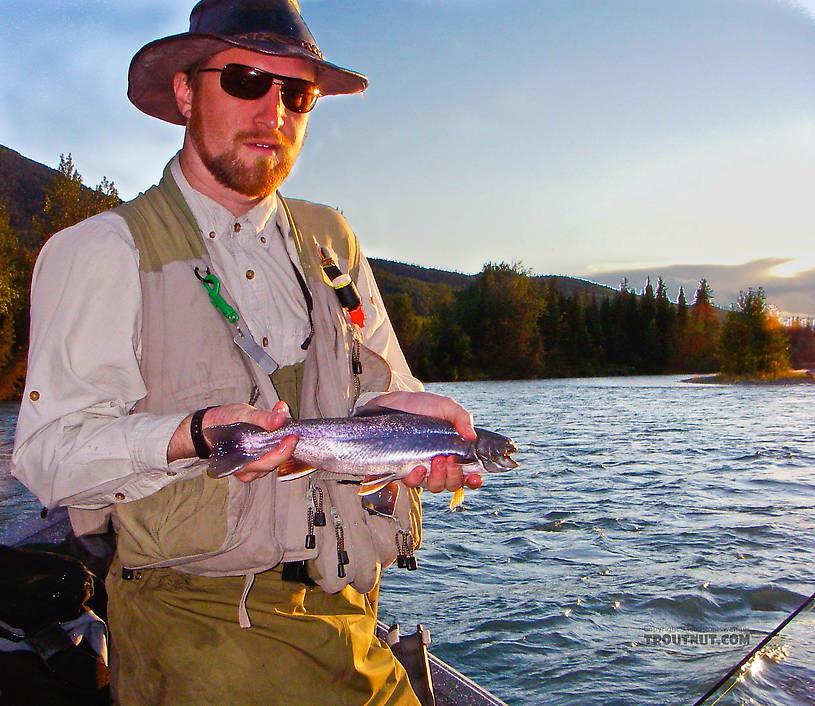 Troutnut's first Dolly Varden!  Not a big one by Kenai River standards, but exciting nonetheless. From the Kenai River in Alaska.