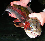 Some of these Kenai River rainbows have serious battle scars from being hooked and released so many times, as the mouth on this one clearly shows. From the Kenai River in Alaska.