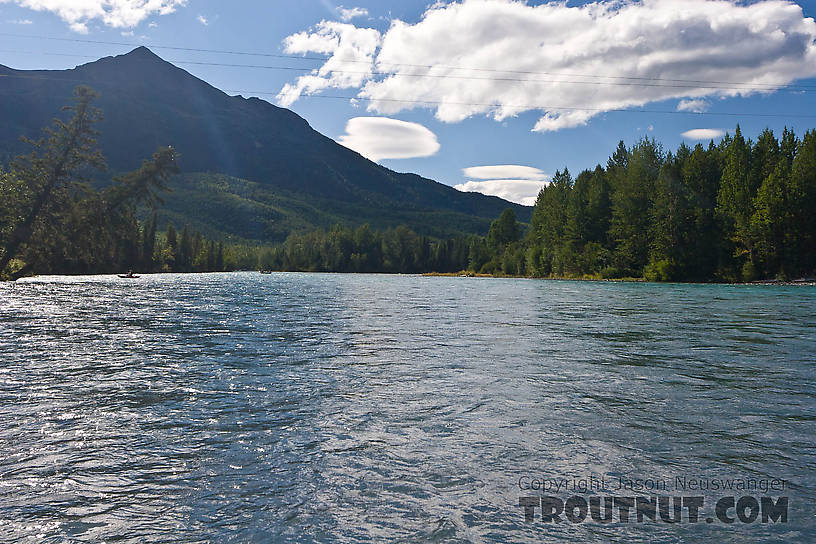  From the Kenai River in Alaska.