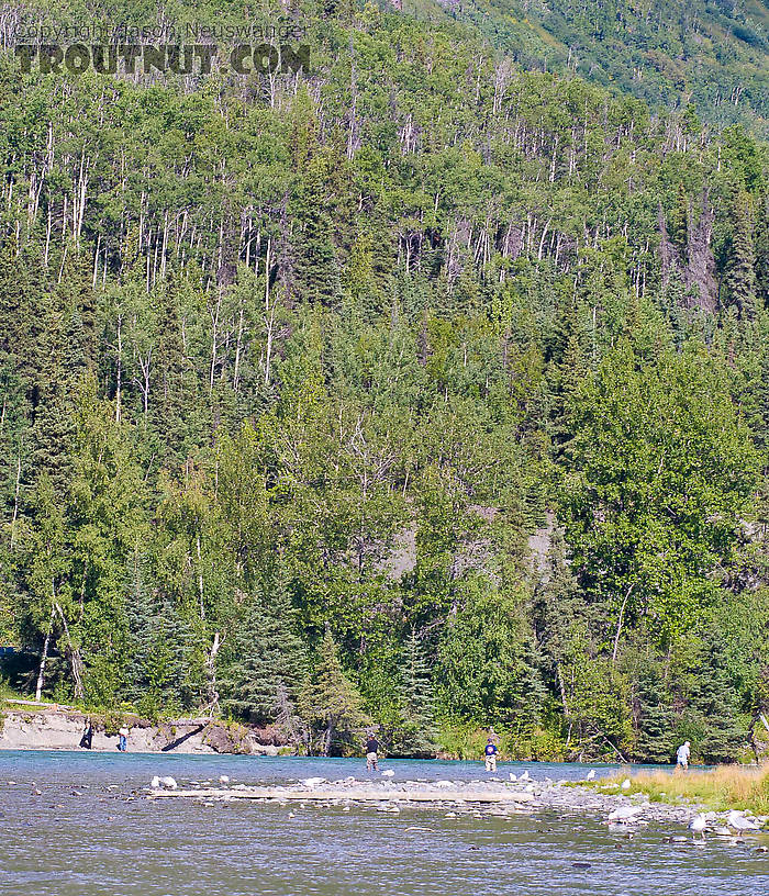 Even when it's not the peak of the salmon season, the Kenai is pretty crowded. From the Kenai River in Alaska.