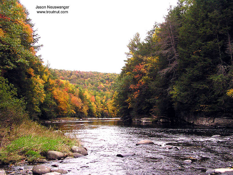  From the Neversink River Gorge in New York.