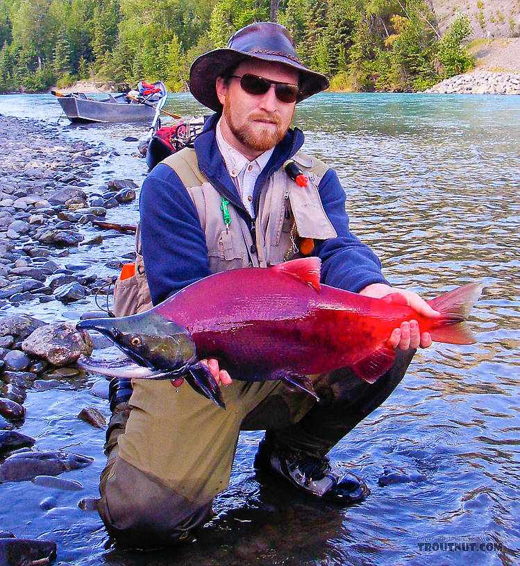  From the Kenai River in Alaska.