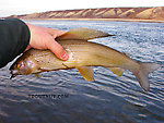  From the Sagavanirktok River in Alaska.