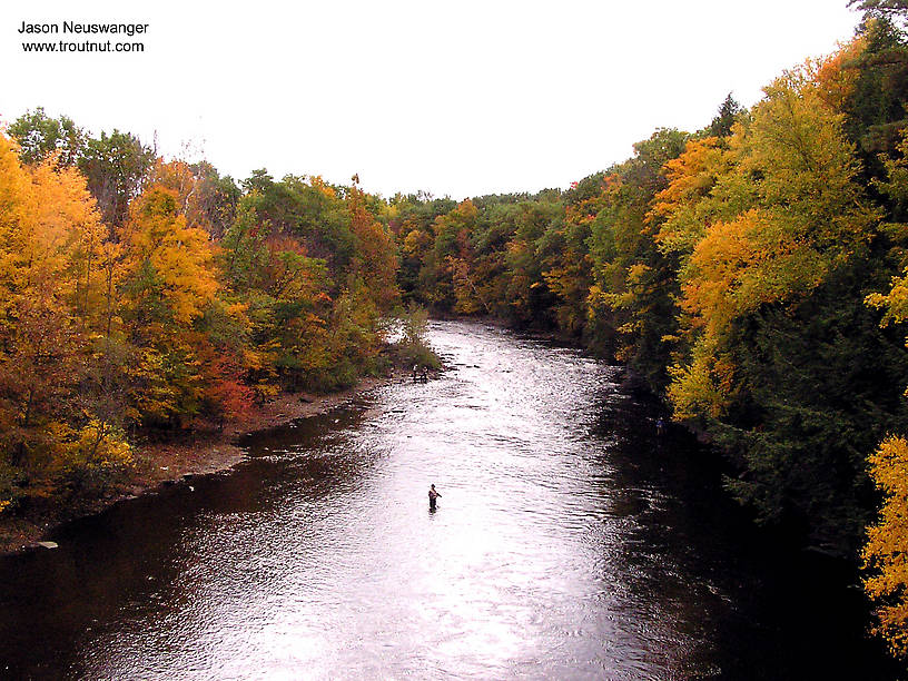  From the Salmon River in New York.