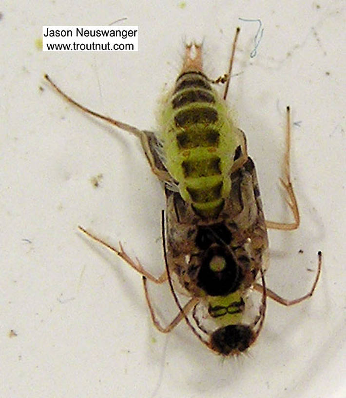 Cheumatopsyche (Little Sister Sedges) Caddisfly Pupa from the Namekagon River in Wisconsin