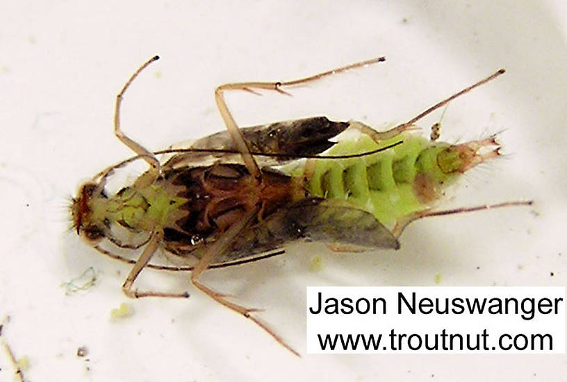 Cheumatopsyche (Little Sister Sedges) Caddisfly Pupa from the Namekagon River in Wisconsin