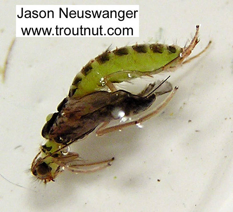 Cheumatopsyche (Little Sister Sedges) Caddisfly Pupa from the Namekagon River in Wisconsin