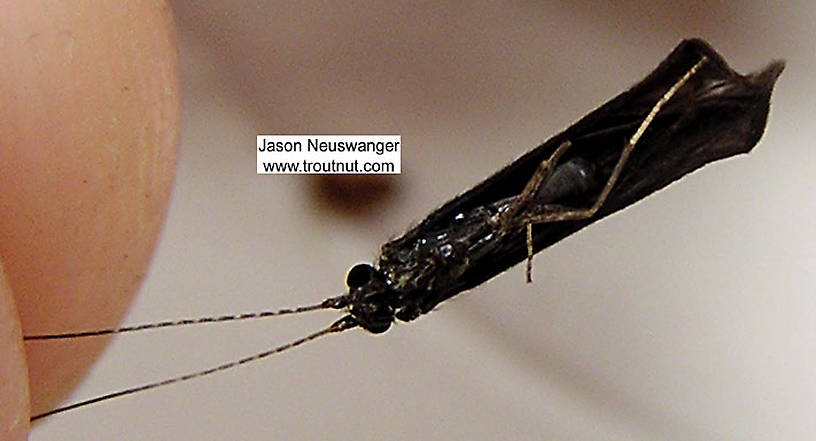 Mystacides sepulchralis (Black Dancer) Caddisfly Adult from the Bois Brule River in Wisconsin